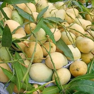 ১০ কেজি গৌরবতী  আম