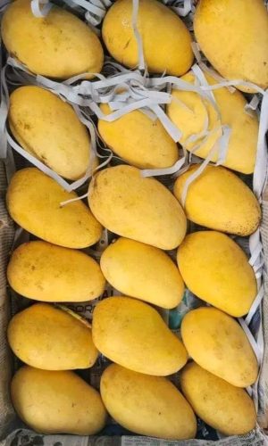 WhatsApp Image 2025-12-23 at 10.41.50 AM