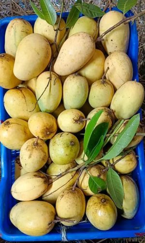 WhatsApp Image 2025-12-23 at 10.41.51 AM